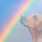 【名言】ペットロスからの回復に役立つ名言と心のケアガイド