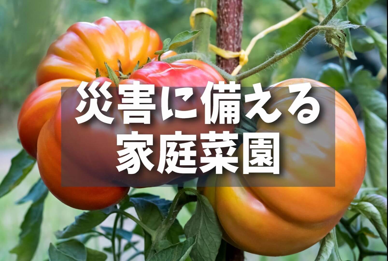 【備え】初心者でも簡単！：災害に備える家庭菜園と害虫対策