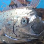 【神秘】神秘的な存在：リュウグウノツカイの魅力と伝説